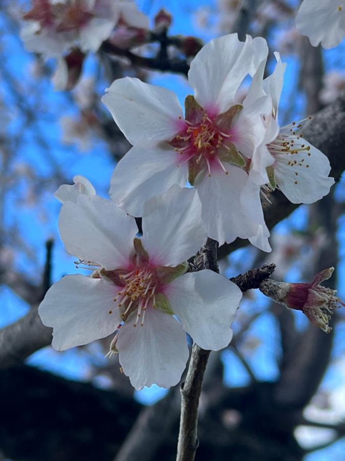 Loceri Agriturismo Su Barraccu 빌라 외부 사진