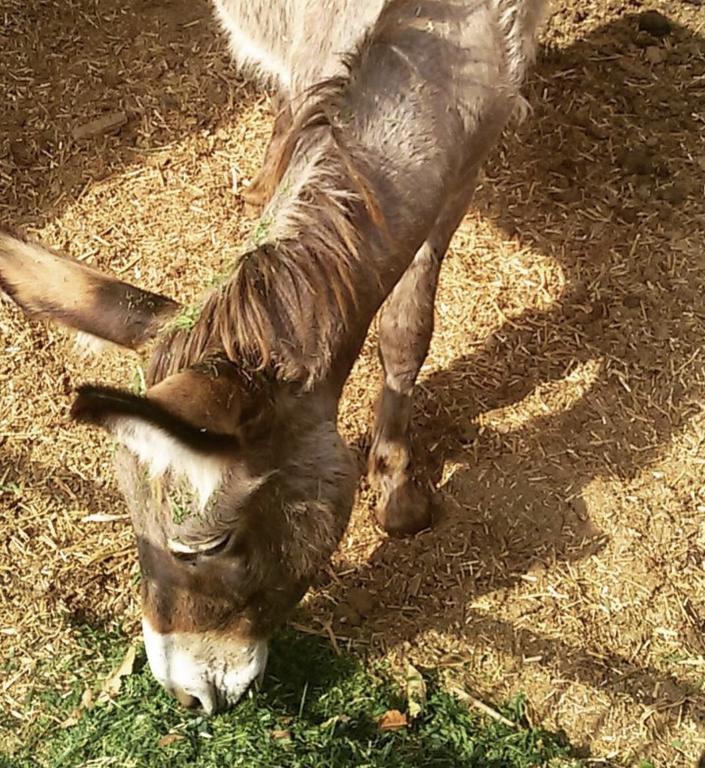 Loceri Agriturismo Su Barraccu 빌라 외부 사진